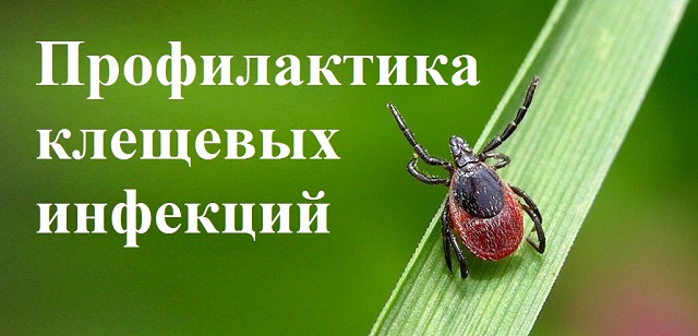 prof kleshevih infekciy 1
